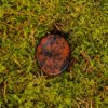 Mahogany Obsidian - Image 3